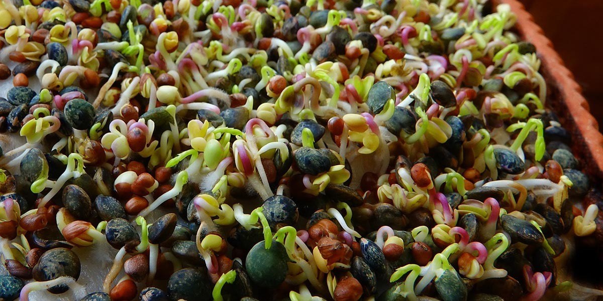 How To Grow Hydroponic Microgreens Without Soil Grocycle