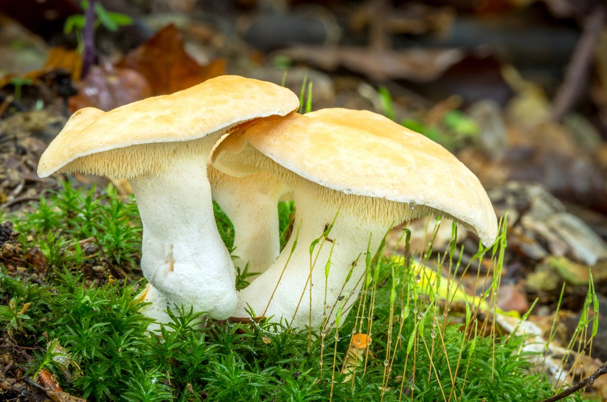 A Complete Guide To Hedgehog Mushrooms Grocycle