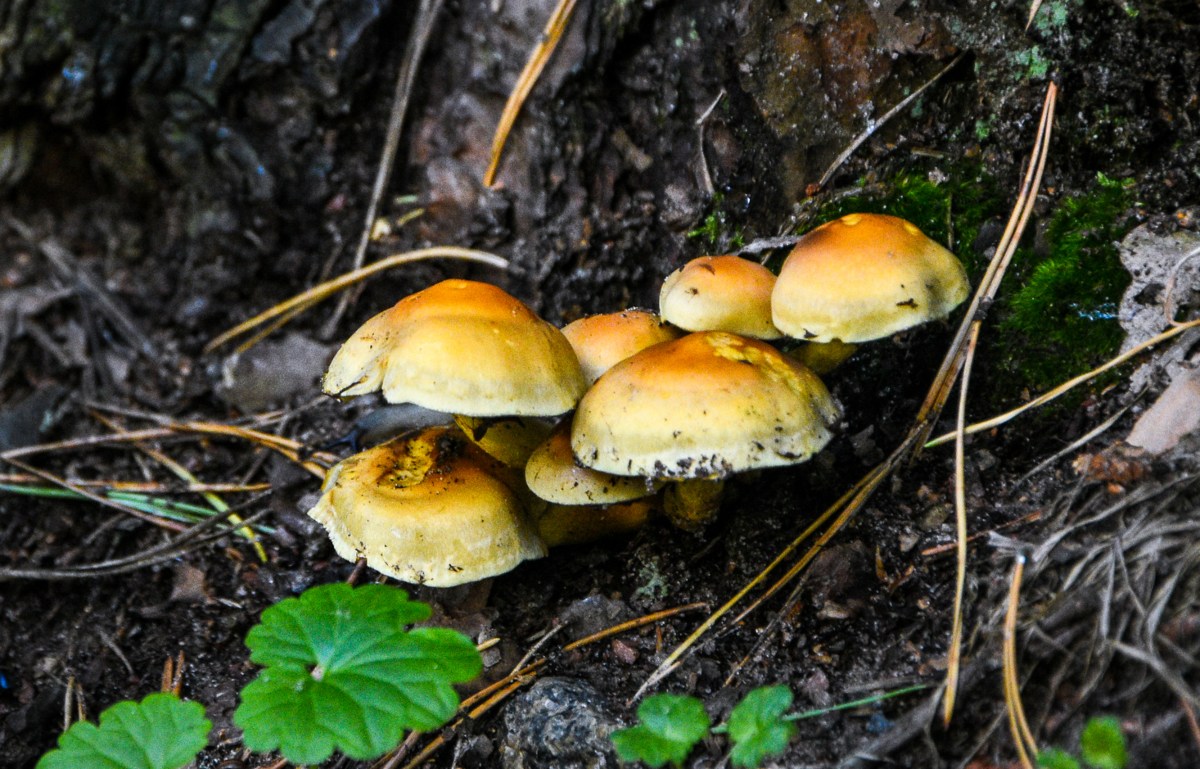 Guide To Chestnut Mushrooms Pholiota Adiposa How To Grow Cook Them