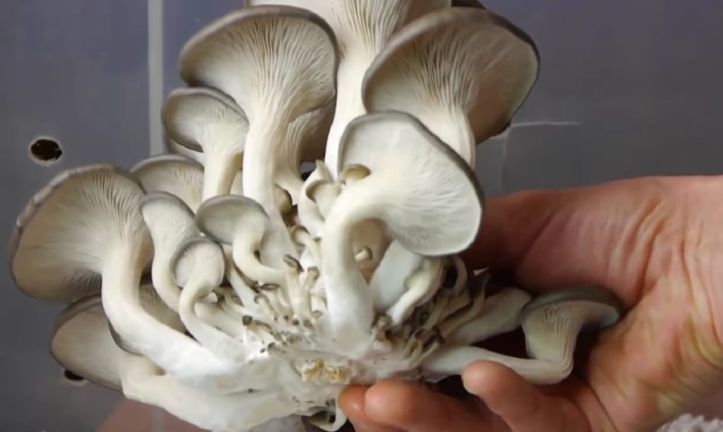 The Beginner S Guide To Harvesting Mushrooms GroCycle