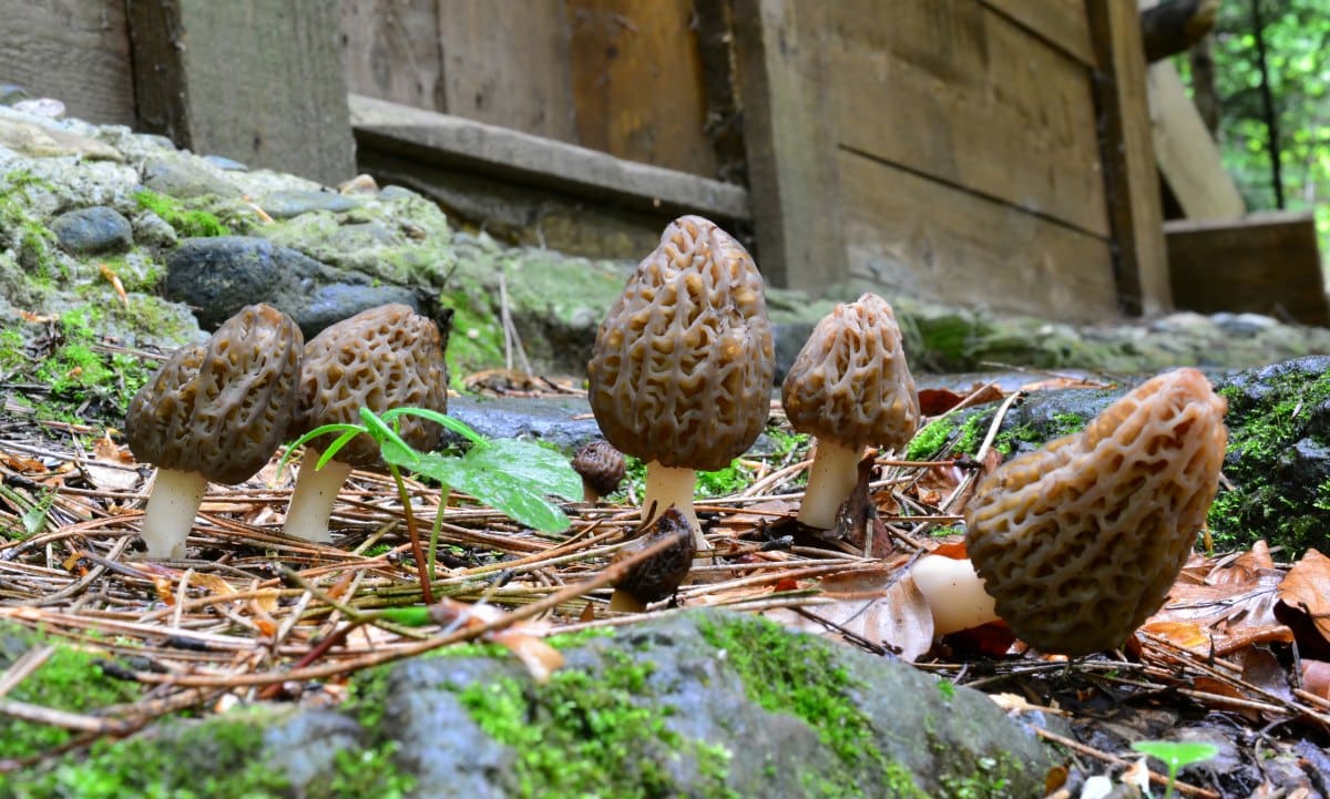 How To Grow Morel Mushrooms The Ultimate Guide GroCycle