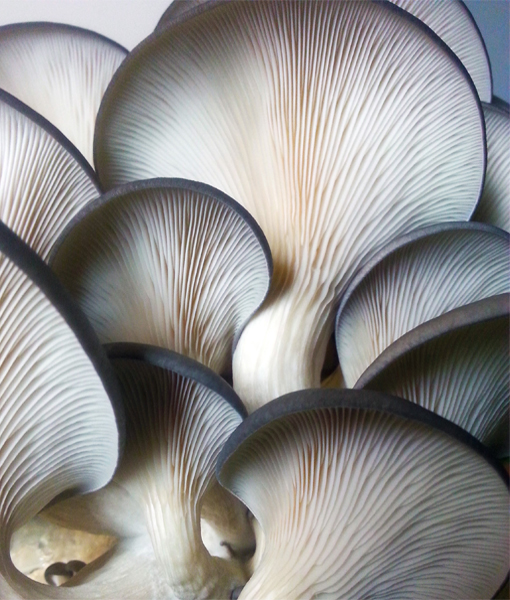 Oyster-Mushroom-Gills