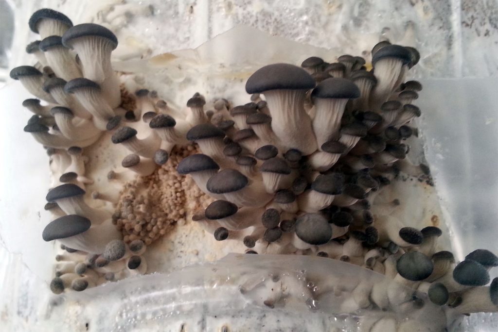 Oyster mushroom pinning