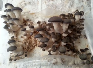 mushrooms from made GroCycle Grow a Mushroom  Mushrooms on Coffee  how Grounds