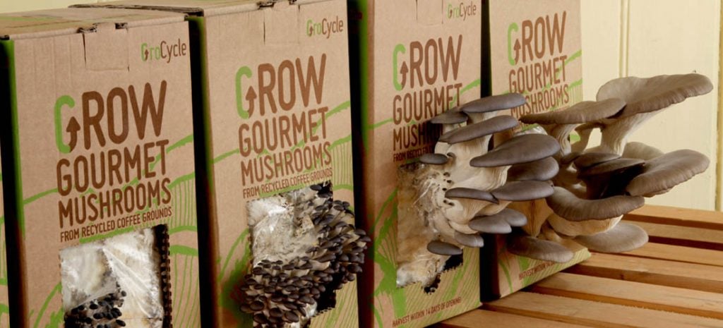 Oyster Mushrooms growing from coffee grounds - GroCycle Mushroom Kits