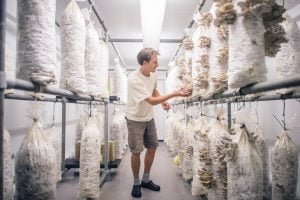 GroCycle Mushroom Farm