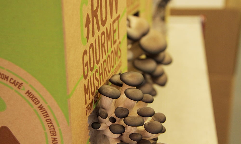 Oyster Mushroom Kit Care