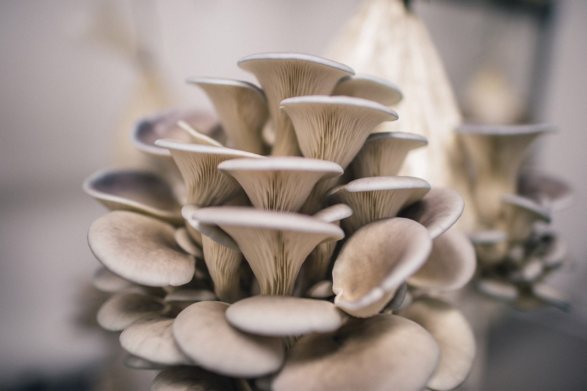 How To Grow Oyster Mushrooms The Ultimate Step By Step Guide Grocycle