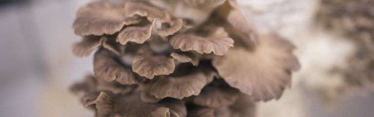 How Are Mushrooms Grown?