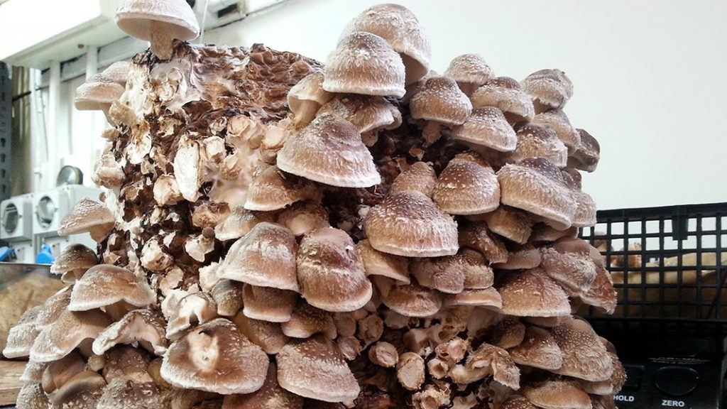 Mature shiitake mushrooms ready for harvest