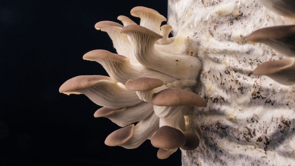 balle di funghi pleurotus