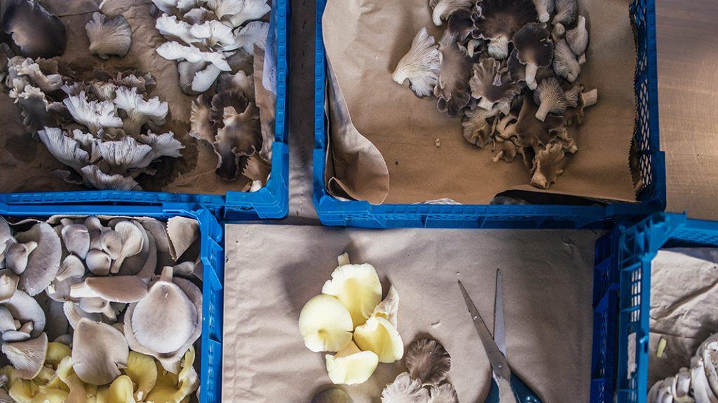 Harvesting different strains of oyster mushrooms