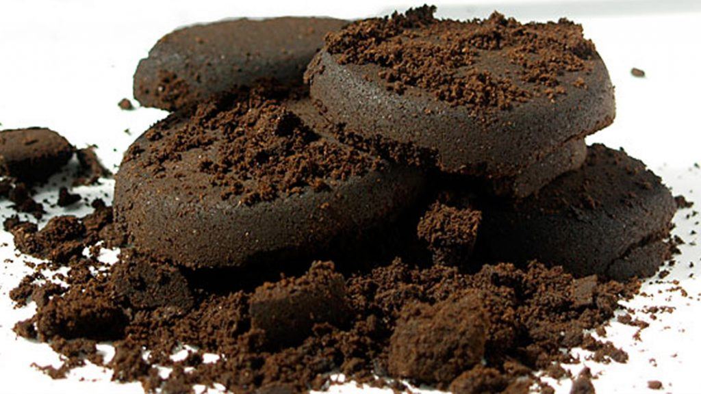 Growing Mushrooms In Coffee Grounds