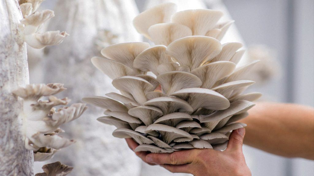 harveting mushrooms grown in a bag