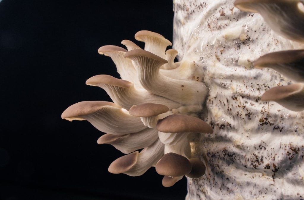 Phoenix Oyster mushroom growing in a bag of substrate