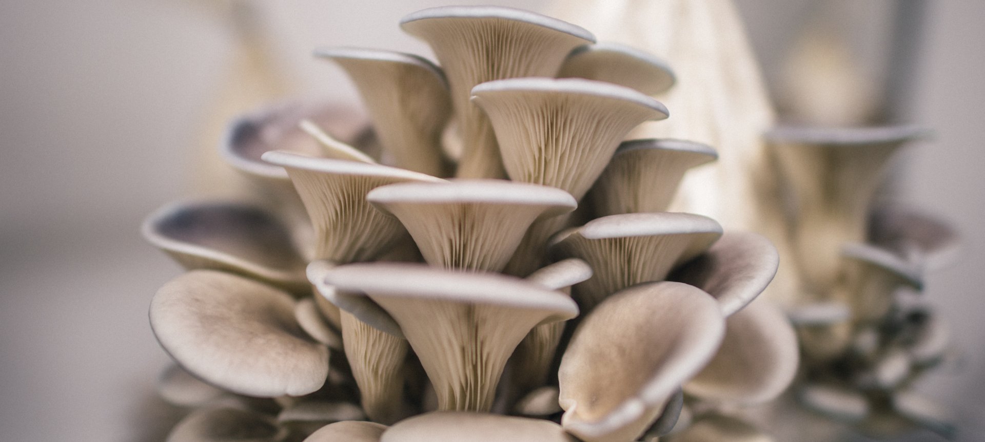 oyster mushrooms farm