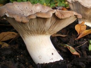 King oyster mushroom