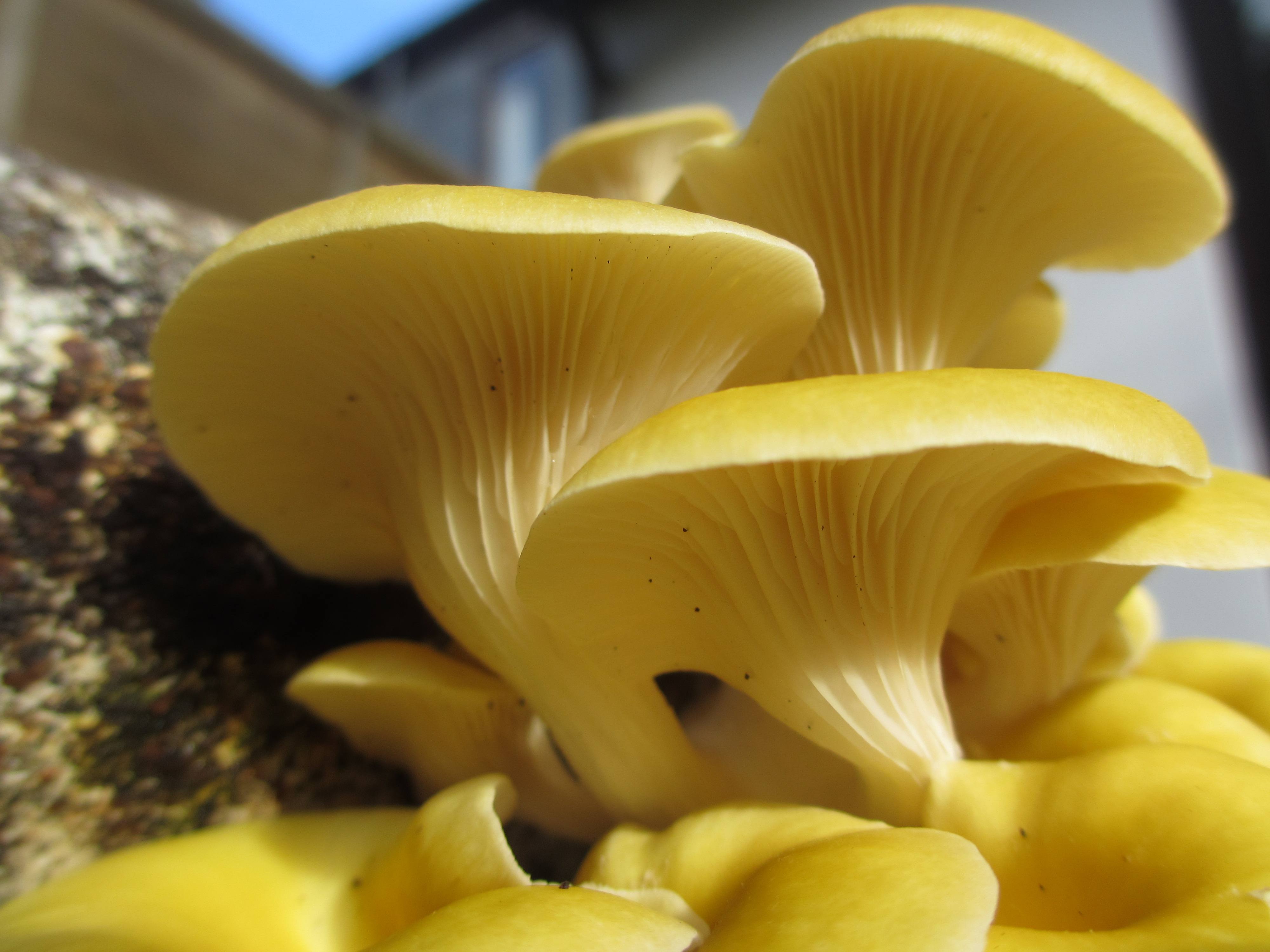 How To Grow Oyster Mushrooms The Ultimate Step By Step Guide GroCycle