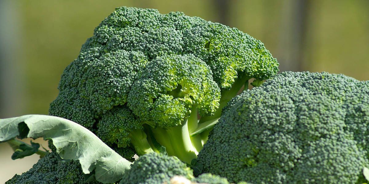 Broccoli growing