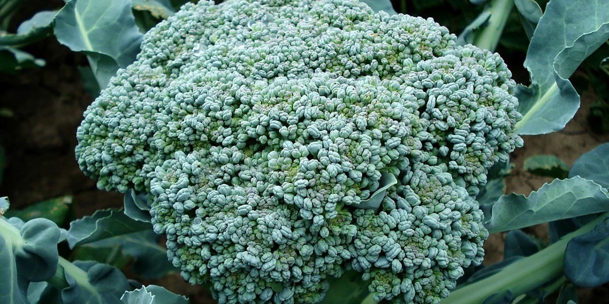 Broccoli growing