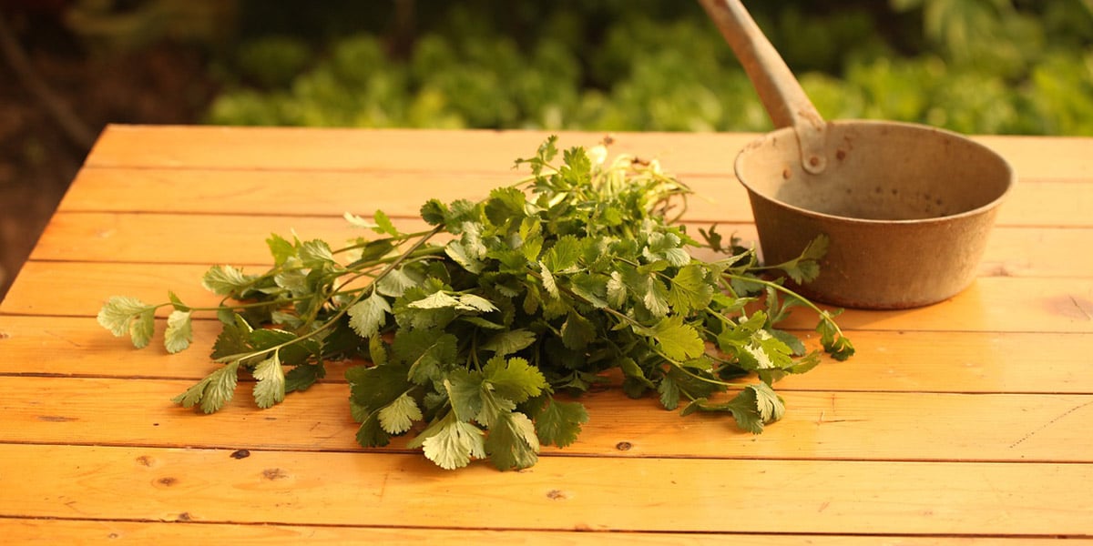 Cilantro / Coriander