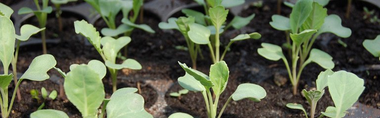 Header How To Grow Microgreens: The Ultimate Guide