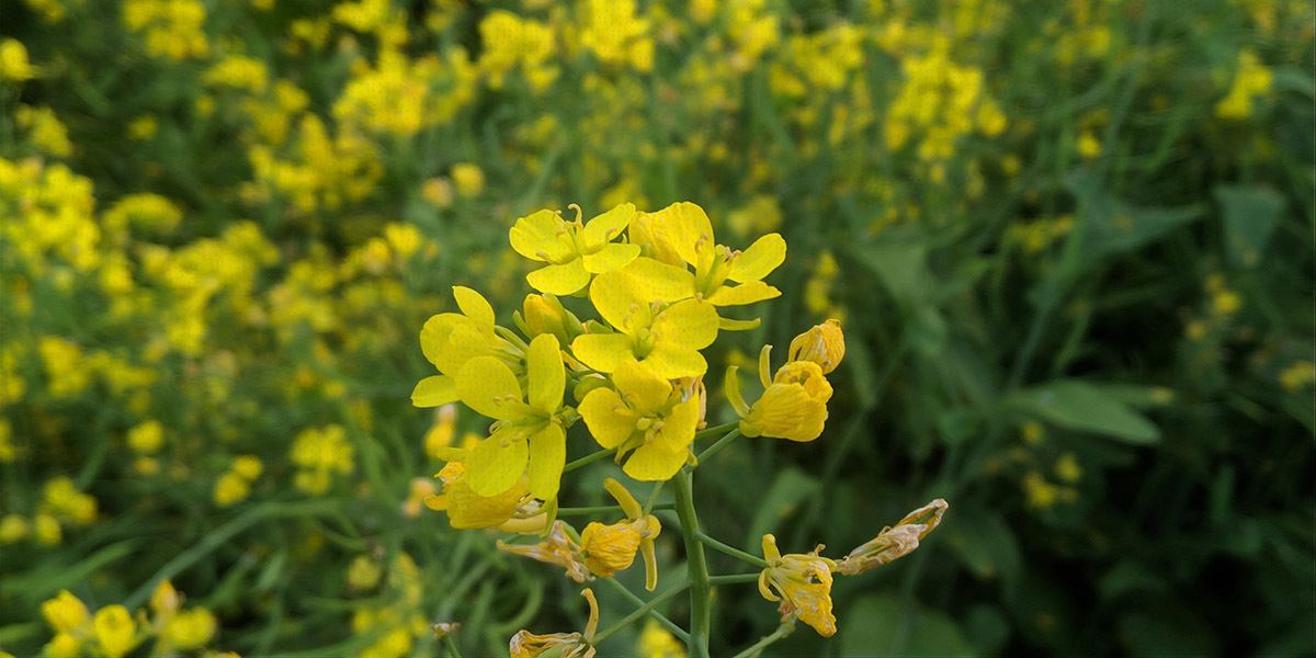 Mustard growing