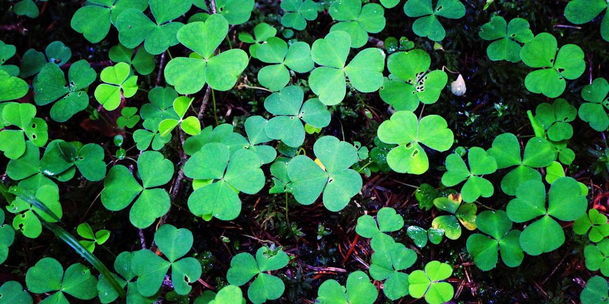 Sorrel microgreens