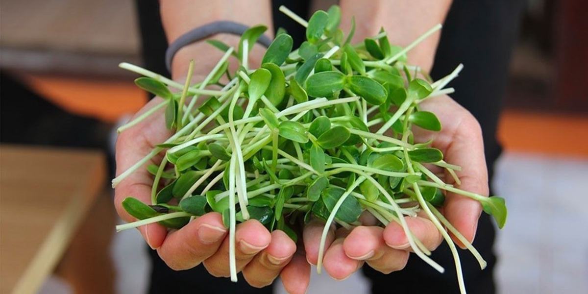 Complete List Of Main Types Of Microgreens You Can Grow Grocycle