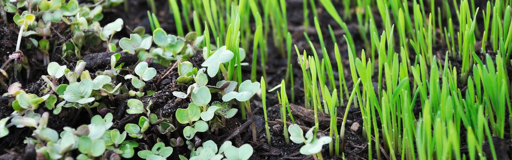 header What Are Microgreens And What Are The Health Benefits