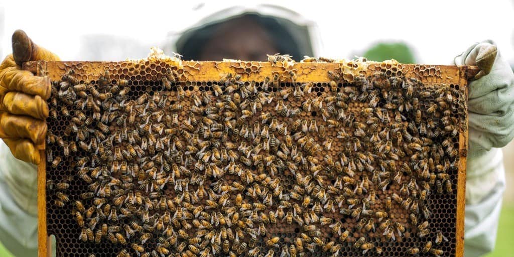 Small-Scale Beekeepers Earn More With Best Management Practices