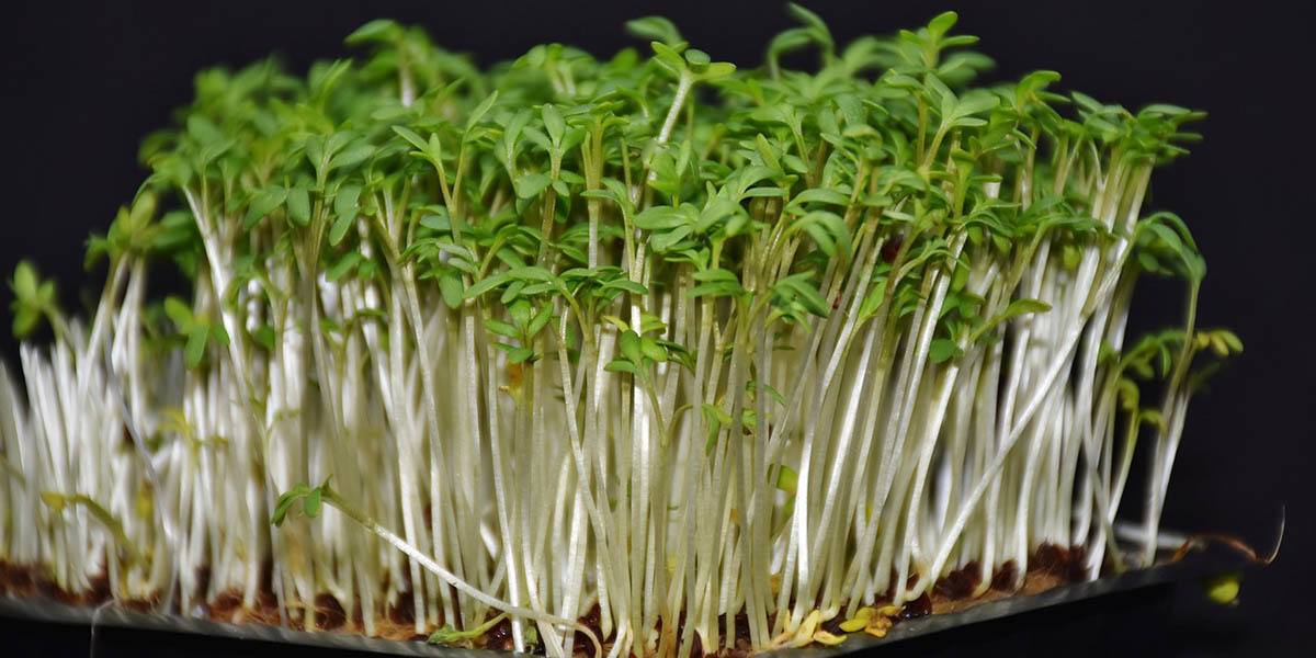 Cress microgreen