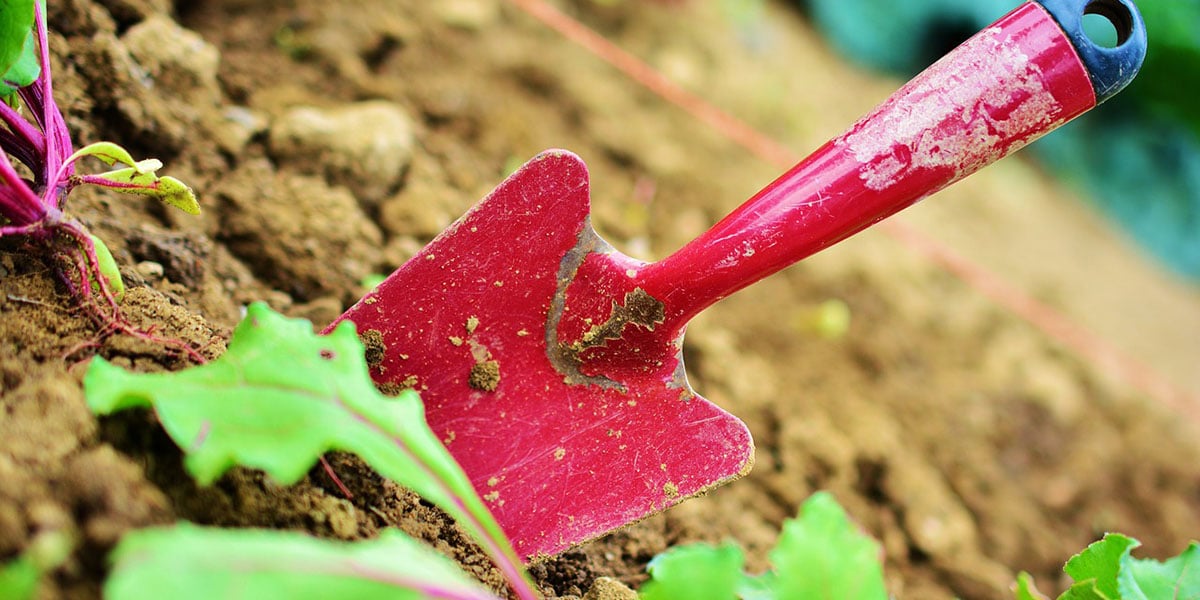 How To Harvest Microgreens