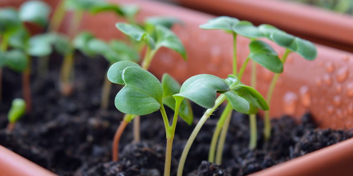 Best microgreens to grow