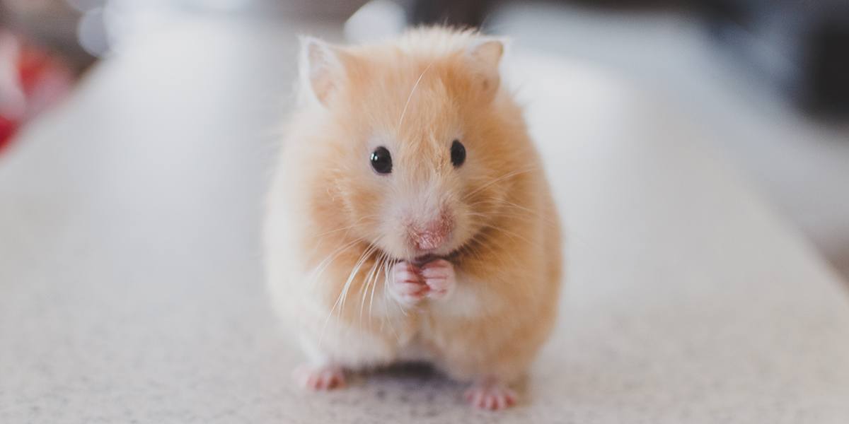 Pet and sunflower seeds