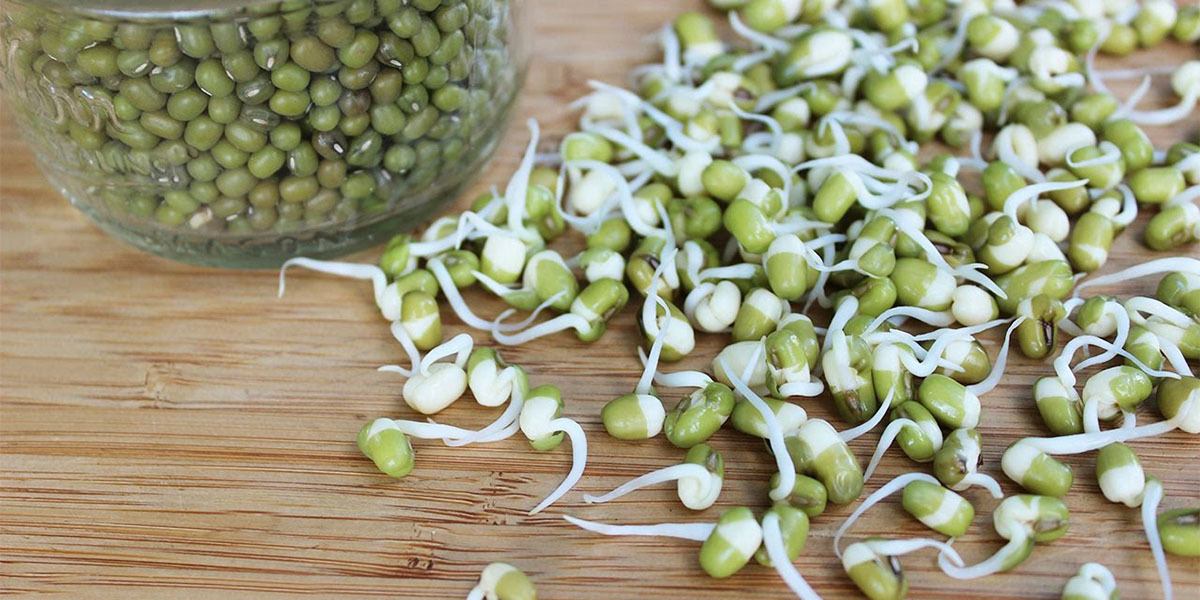 soak beans sprouts