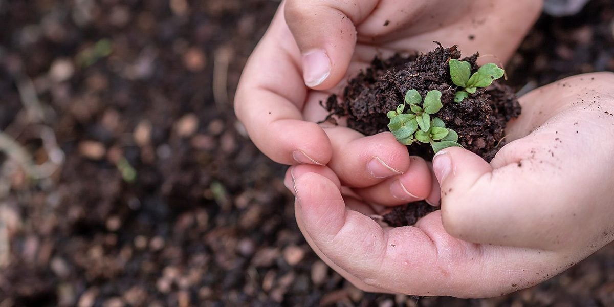 How to harvest microgreens