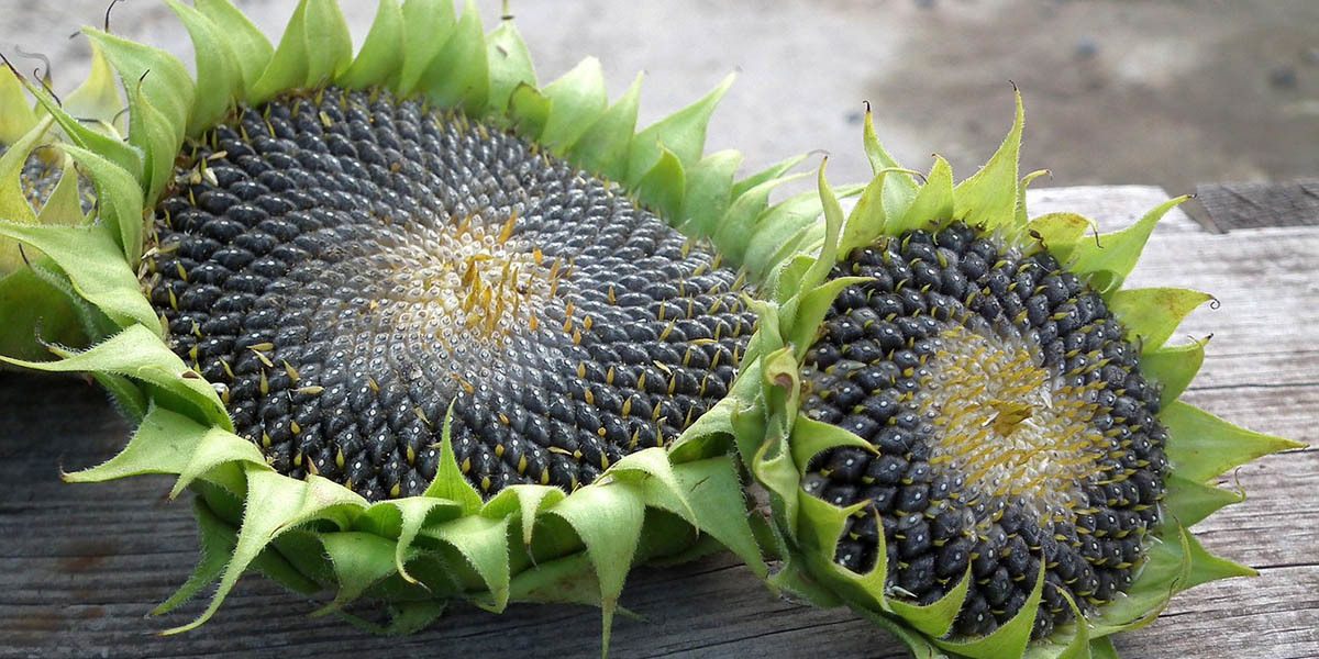 sunflower harvesting 