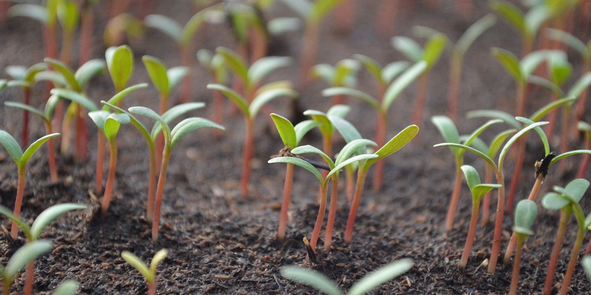 tomato microgreens growing