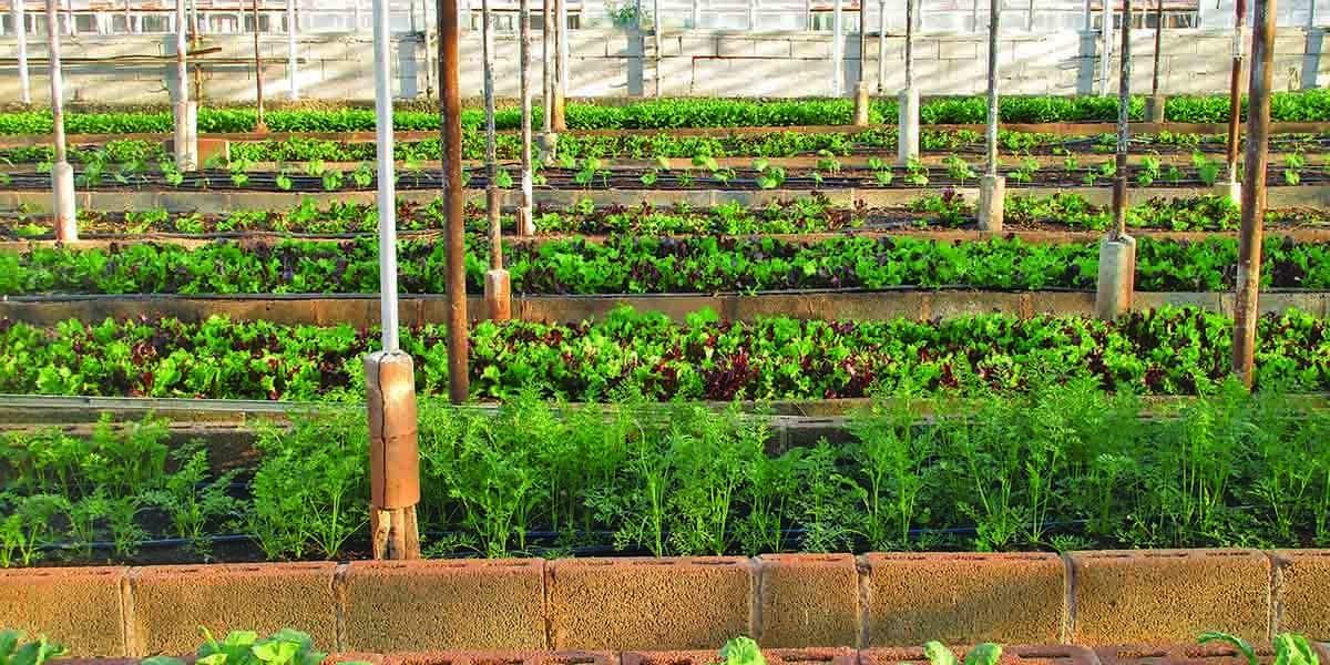 Advantages of small scale farming