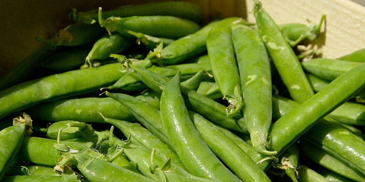 Peas growing