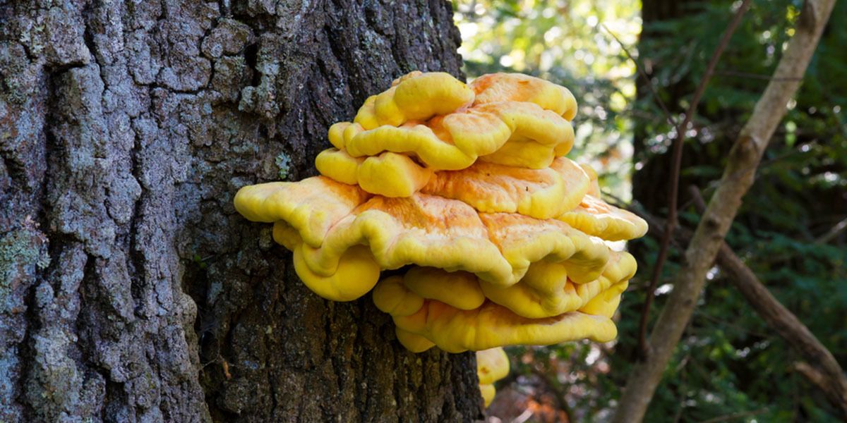 Chicken Of The Woods Mushrooms