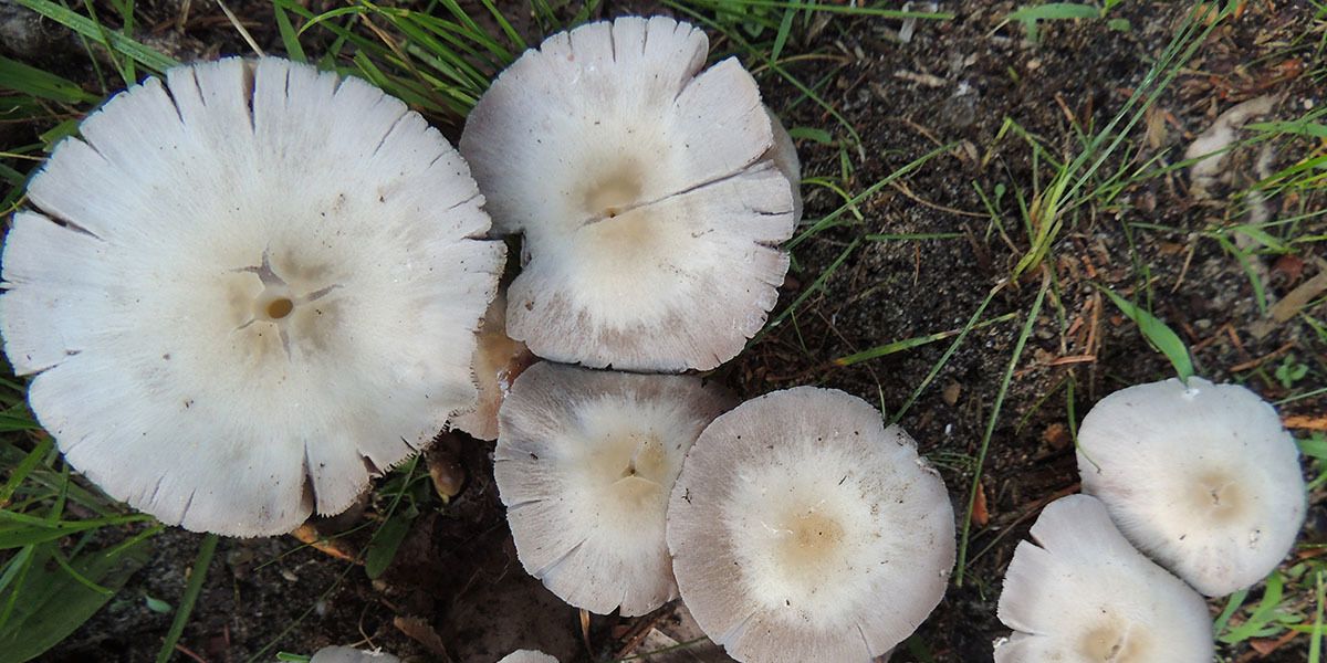 Prepacked mushrooms in a punnet covered with clear plastic