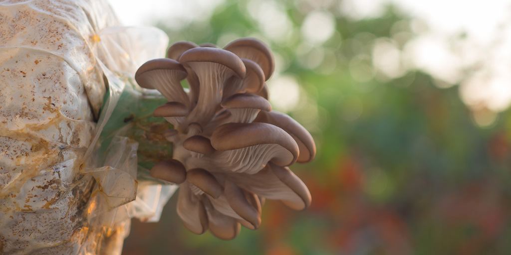 Cultivated Mushrooms