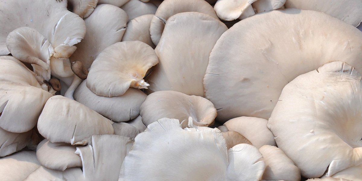 Fun Facts About Oyster Mushrooms