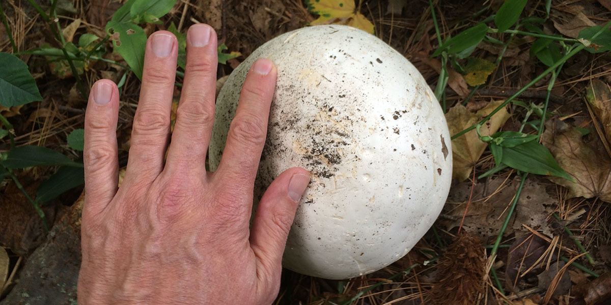 20 Popular Types Of Mushrooms (And Their Uses) GroCycle