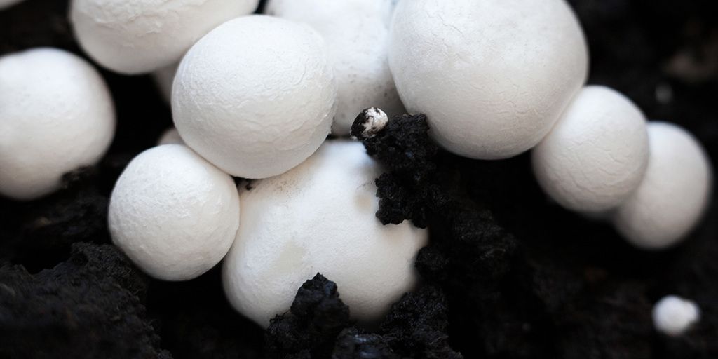 Growing Button Mushrooms