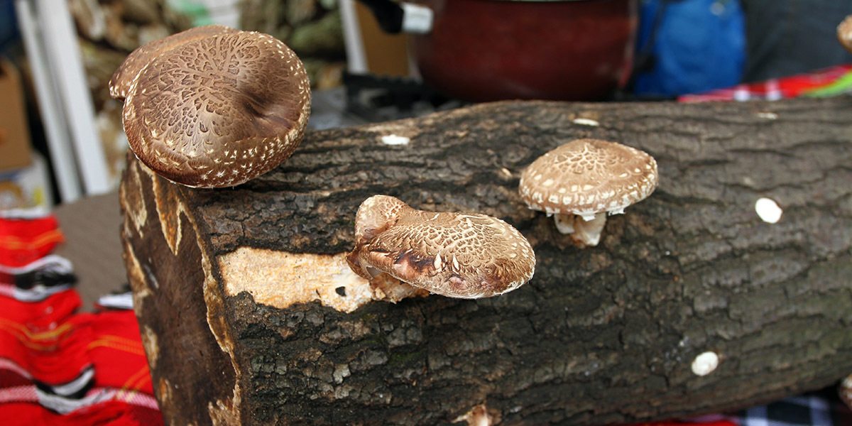 Growing Mushrooms On Logs