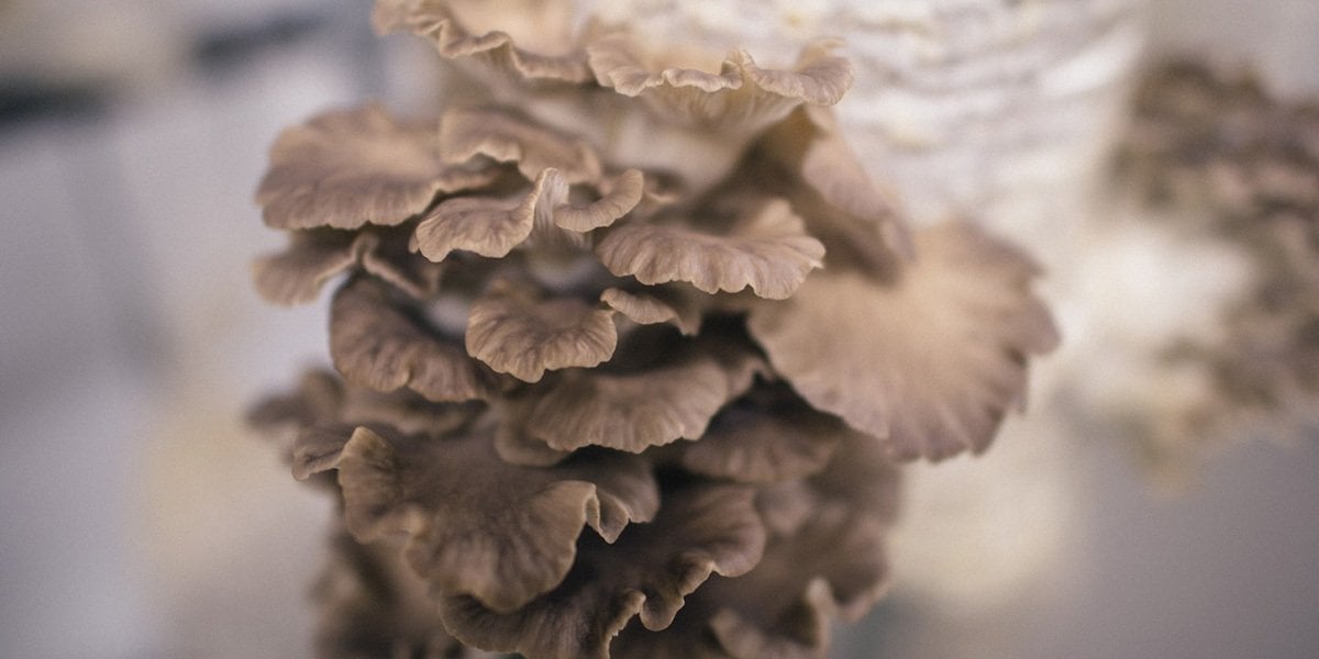 Health Benefits of Oyster Mushrooms