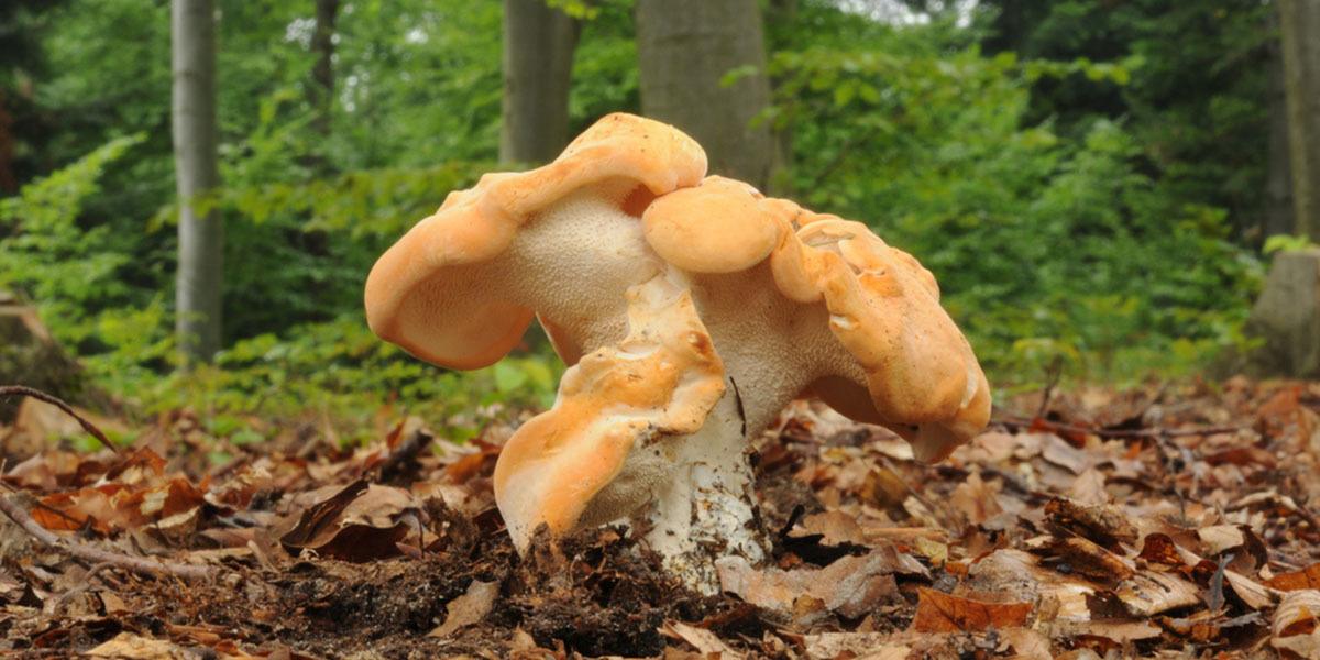 Hedgehog Mushrooms